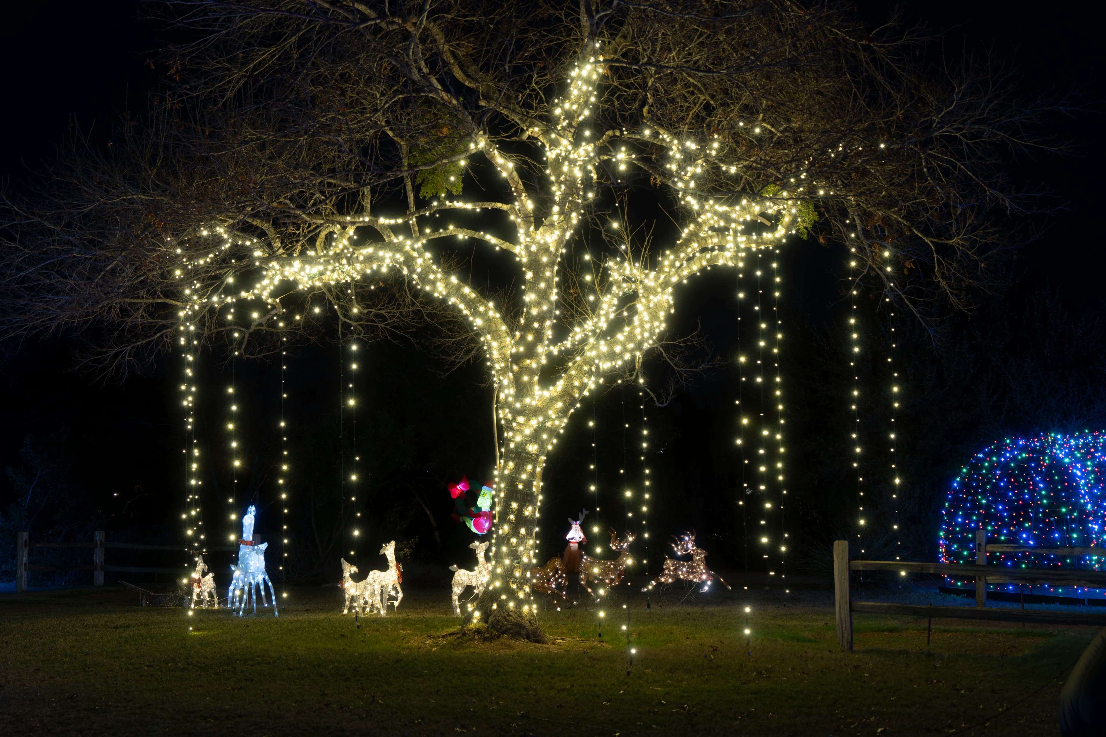 Professional Landscape Lighting